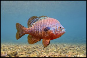 Longear Sunfish 24x36